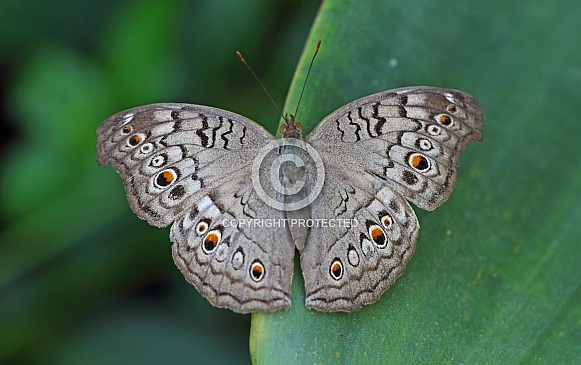 Grey Pansy Grey Pansy
