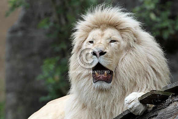 Afr. White Lion