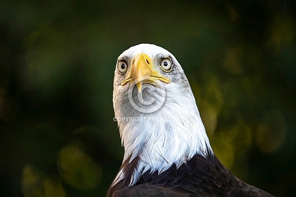 Bald Eagle (Haliaeetus leucocephalus) Bald Eagle (Haliaeetus leucocephalus)