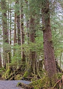 Temperate Rainforest in Sitka, Alaska