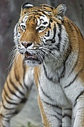 Amur Tiger
