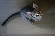 Savannah Cat