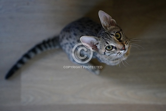 Savannah Cat Savannah Cat