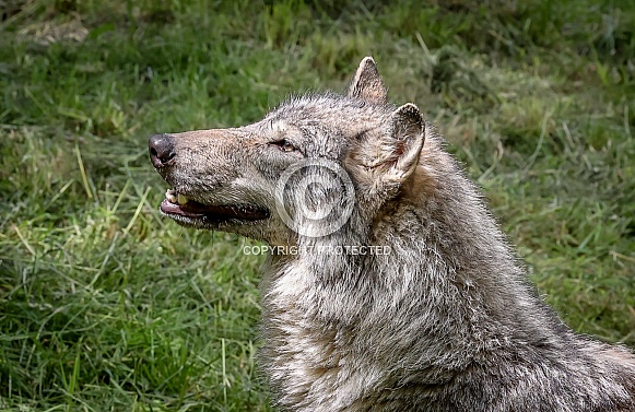 Tundra Grey Wolf Tundra Grey Wolf