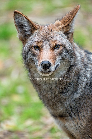 Coyote