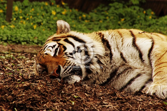 Sleepy tiger