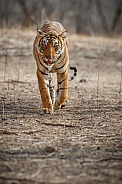 Beautiful tiger in the nature habitat. Tiger pose in amazing light. Wildlife scene with wild animal. Indian wildlife. Indian tiger. Panthera tigris tigris.