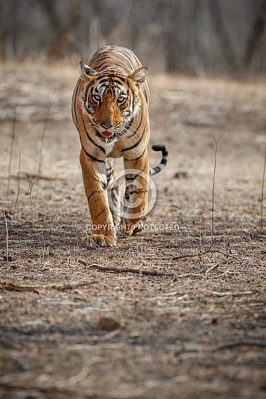 Beautiful tiger in the nature habitat. Tiger pose in amazing light. Wildlife scene with wild animal. Indian wildlife. Indian tiger. Panthera tigris tigris.