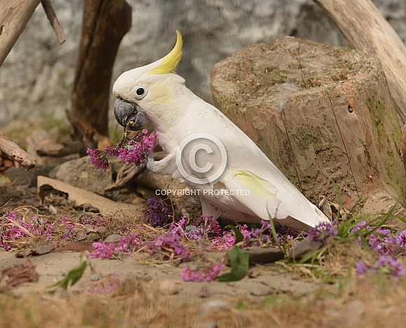Yellow Crested Cockatoo