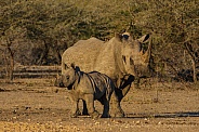 White Rhino and calf
