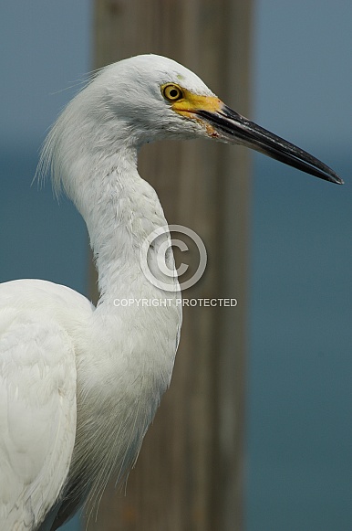 White Heron