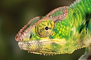 Chameleon in profile