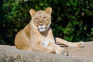 Lioness relaxing