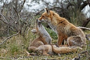 Red fox cubs in there natural habitat