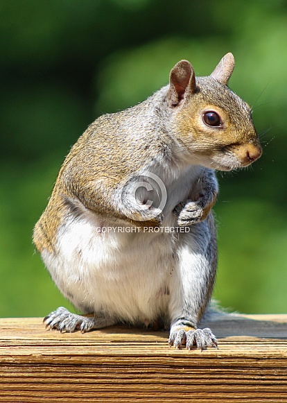 Squirrel