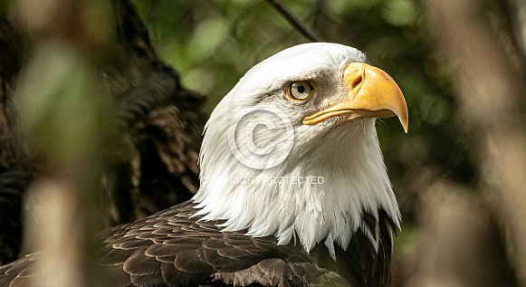 Bald Eagles