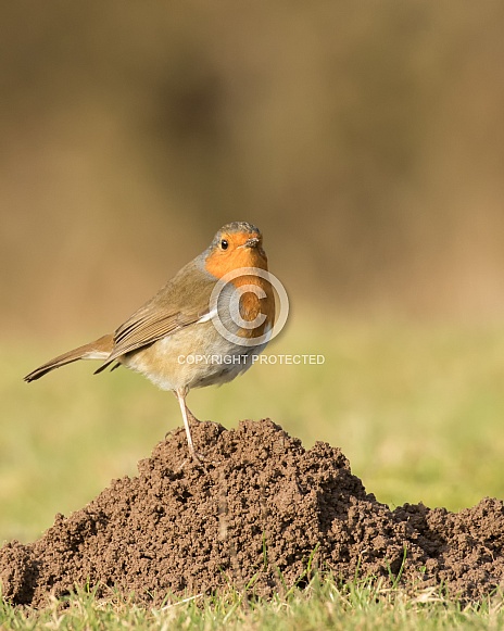European Robin