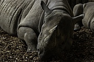Black Rhino resting