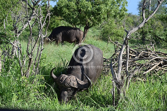 Cape Buffalo Cape Buffalo