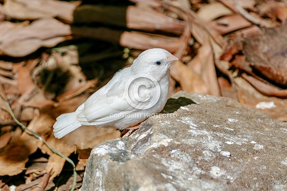 Zebra Finch Zebra Finch