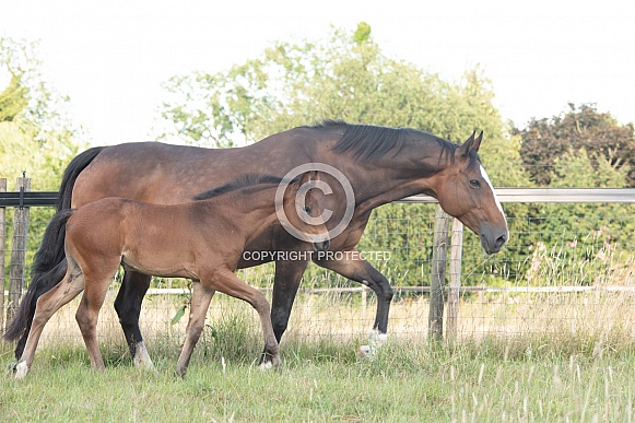 Bay Mare and filly Foal