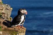 Two Puffins