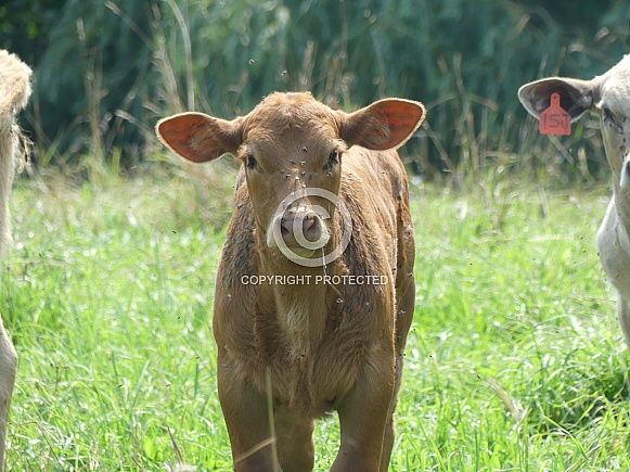 Brown Calf Brown Calf