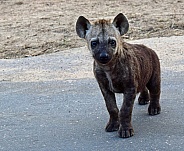 Hyena cub