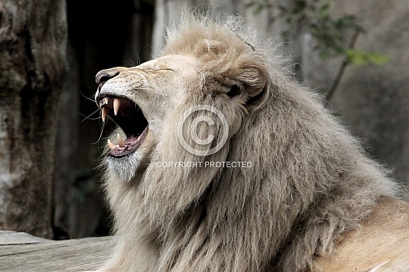 African White Lion African White Lion