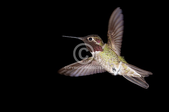Anna's hummingbird, Calypte anna