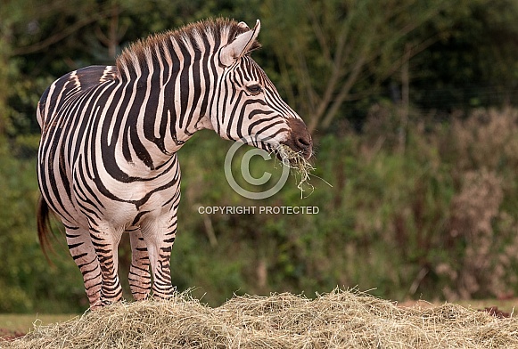 Grants Zebra Standing Eating