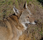 Red Wolf