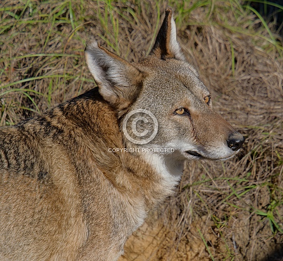 Red Wolf