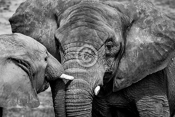 African Elephants