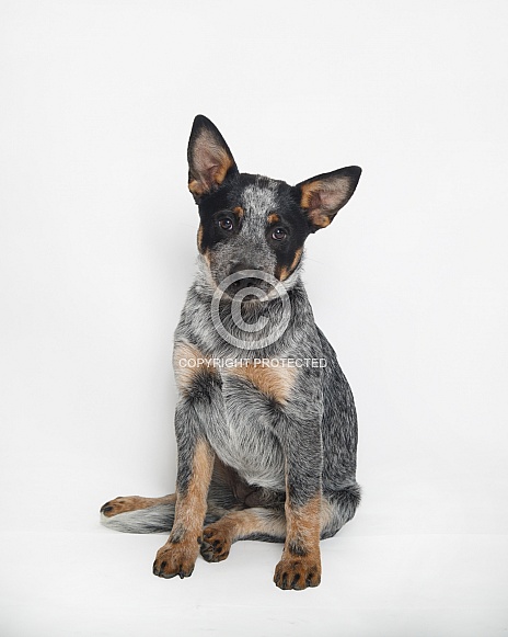 Cattle dog puppy portrait