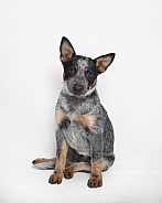 Cattle dog puppy portrait