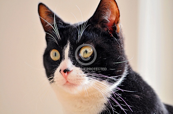 Black and white cat Black and white cat