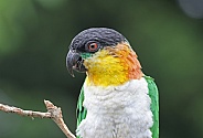White bellied Parrot