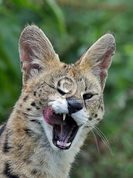 Serval Serval