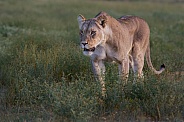 Lioness on hunt (wild)