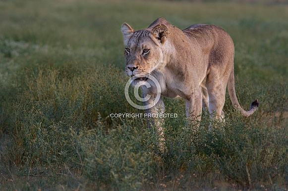 Lioness on hunt (wild)