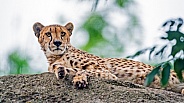 Cheetah on the rock