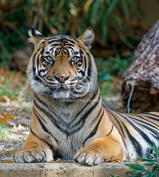 Bengal Tiger