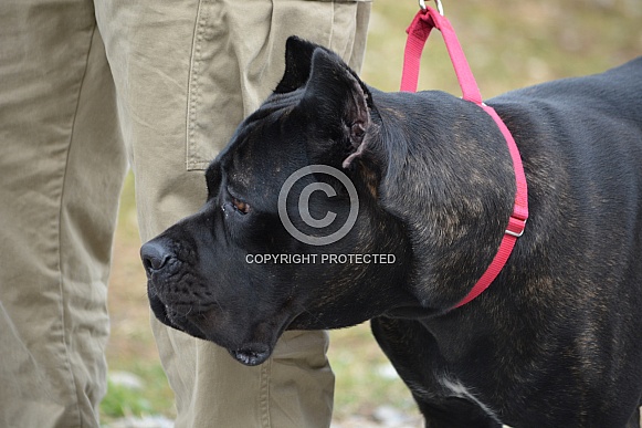 Cane Corso