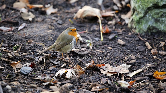 European robin (Erithacus rubecula)