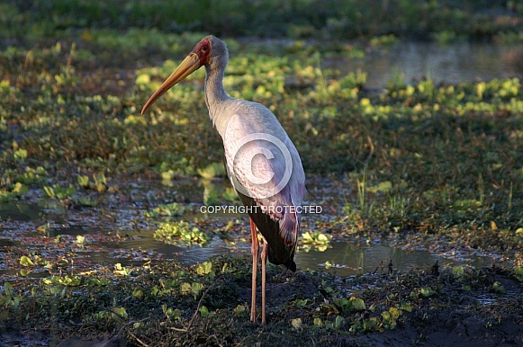 Yellow Billed Stork Yellow Billed Stork