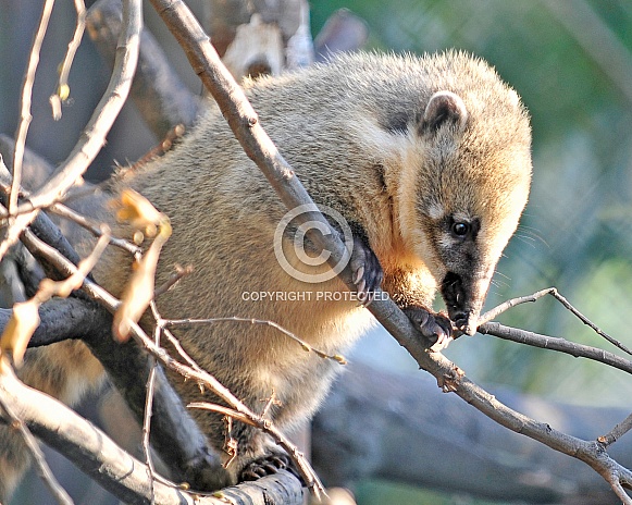 coati coati
