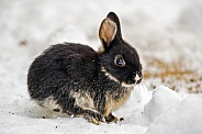 Rabbit in snow