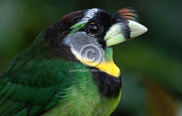 Green Barbet Bird Close Up Side Profile