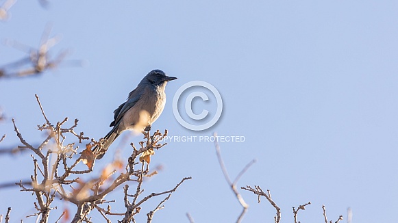Woodhouse's scrub jay, Aphelocoma woodhouseii